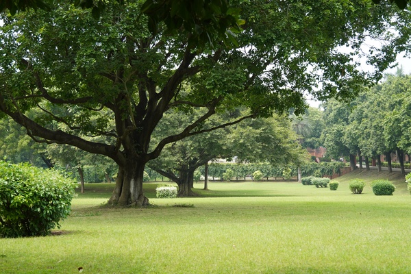 Flood Drainage Systems for Tree Pits